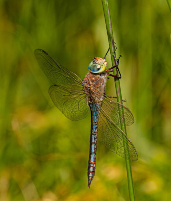 IMGL2435-Verbeterd-NR  Odonata.jpg