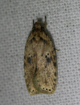 IMG_6809 Bleke kaartmot (Agonopterix arenella).JPG