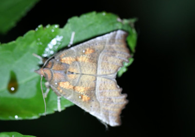 IMG_6850 Roesje (Scoliopteryx libatrix).JPG