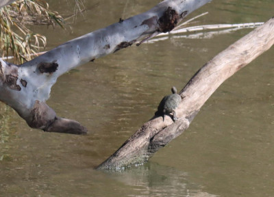 IMG_0141-2 Moorse beekschildpad - Mauremys leprosa.jpg