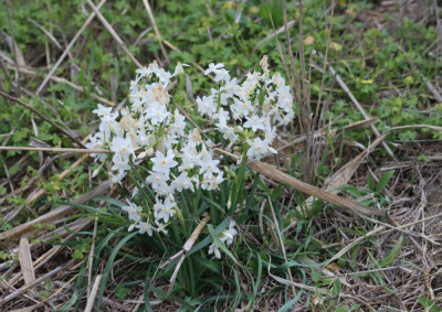 IMG_0531-2 Papierwitte narcis - narcissus papyraceus ker gawl.jpg