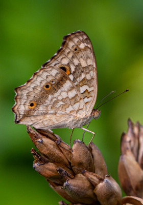 ADH_1828  Junonia atlites.JPG