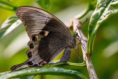 ALB_7315-Papilio palinurus,  Butterflying Around the World.jpg