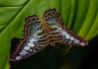 ADH_1787-Parthenos sylvia.jpg