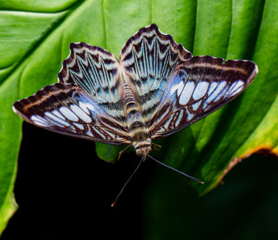 ADH_1788-Parthenos sylvia,  Butterflies Universal Sharing.jpg