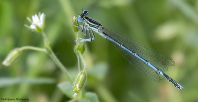 Blauwe breedscheenjuffer 18 juni '21  Arcen