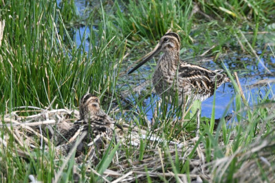 Watersnip