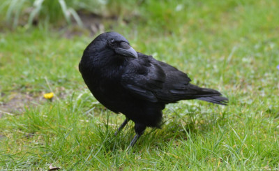 Zwarte Kraai - Corvus corone - Capelle aan den IJssel