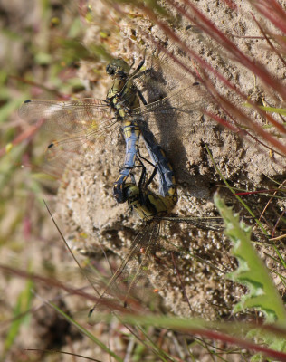 IMG_7409-2 Gewone oeverlibel (Orthetrum cancellatum).jpg