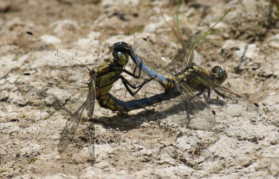 IMG_7411-2 Gewone oeverlibel (Orthetrum cancellatum).jpg