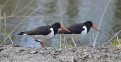 Scholekster - Haematopus ostralegus - Capelle aan den IJssel