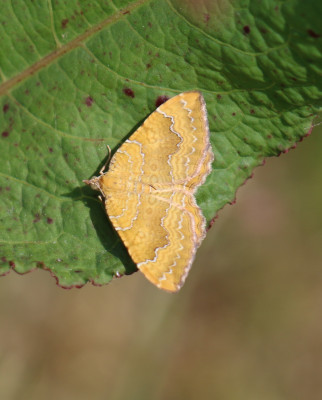 IMG_8699-2 Gestreepte goudspanner (Camptogramma bilineata).jpg