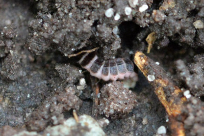 Kortschildglimworm (larve/nimf)