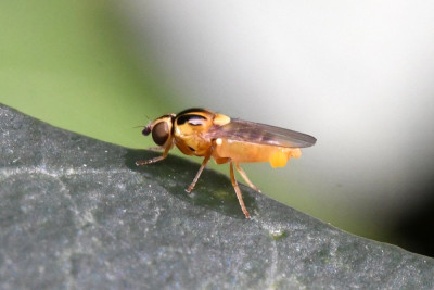 Thaumatomyia notata