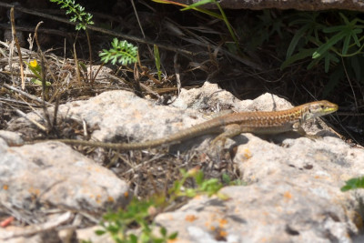 Ruïnehagedis ♀