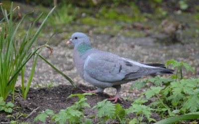 Holenduif - Columba oenas - Capelle aan den IJssel