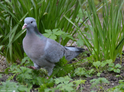 Holenduif - Columba oenas - Capelle aan den IJssel