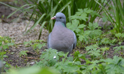 Holenduif - Columba oenas - Capelle aan den IJssel