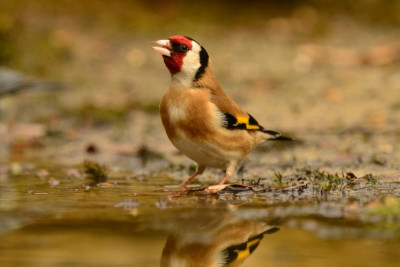 Putter  European Goldfinch, Carduelis carduelis - Vinken (Fringillidae).JPG