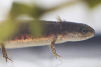 IMG_3377-2-2 Kleine watersalamander.jpg