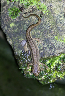 IMG_3440-2 Kleine watersalamander.JPG