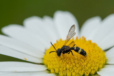 Groefbijendoder - Cerceris rybyensis.JPG