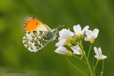 OranjeTipje-028264.JPG