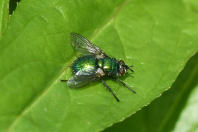Groene sluipvlieg ♀