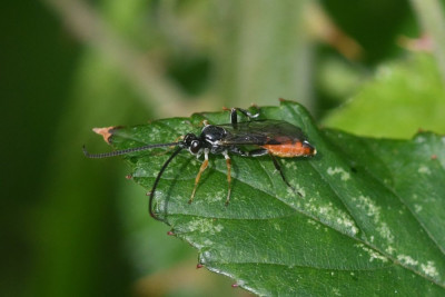 Crypteffigies lanius ♂