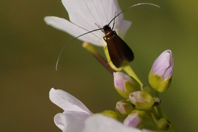 PinksterbloemLangsprietmot-029232.JPG
