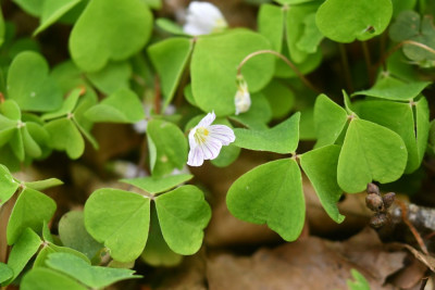 Witte klaverzuring