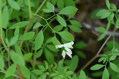 Rankende helmbloem