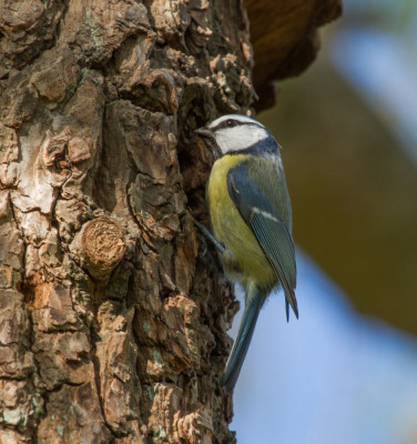 IMGL0610 Vogelaars natuur & vogelfotografie.jpg