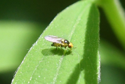 Liriomyza flaveola