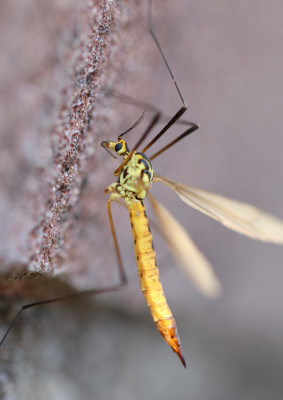 IMG_0039-2 Neprhratoma flavescens.jpg