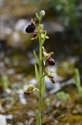 Spinnenorchis 2024. 02.jpg