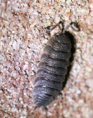 Canon EOS 70D 5472x3648_290744 (2)-2 Ruwe pissebed (Porcellio scaber).jpg