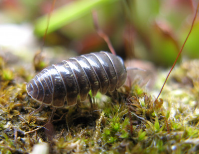 Canon PowerShot A710 IS 2397x1861_215175 Rolpissebed (Armadillidium vulgare).jpg