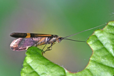 Geelbandlangsprietmot