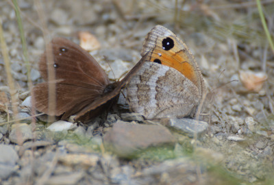 augustus 2019 Saint- Romain - Wallis - Zwitserland.