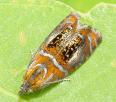 P1015762kopie.JPG