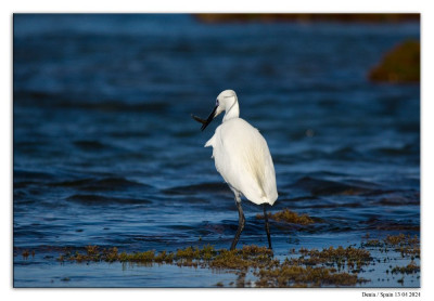 Kleine zilverreiger 240413-05 kopie.jpg