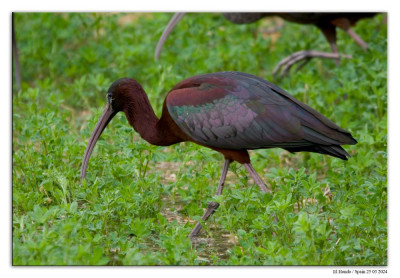 Zwarte ibis 240325-53 kopie.jpg