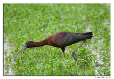 Zwarte ibis 240325-55 kopie.jpg