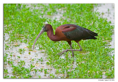 Zwarte ibis 240325-58 kopie.jpg