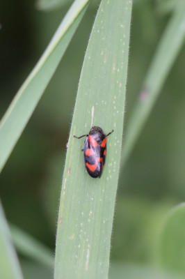 IMG_2823-2 Bloedcicade (Cercopis vulnerata).JPG