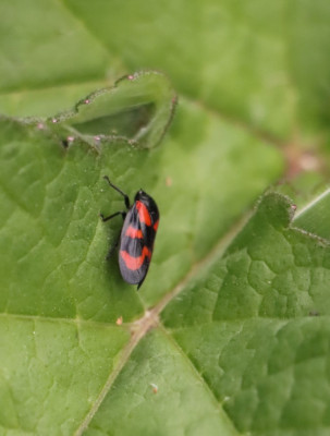 IMG_2819-2 Bloedcicade (Cercopis vulnerata).JPG