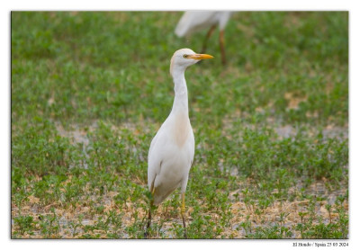 Koereiger 240325-05 kopie.jpg