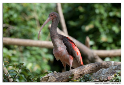 Rode ibis 240420-61 kopie.jpg