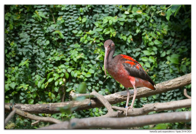 Rode ibis 240420-62 kopie.jpg